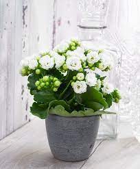 Double Flowered Kalanchoe Grandiva White Kalanchoe Flowers White Flowering Plants Bulb Flowers