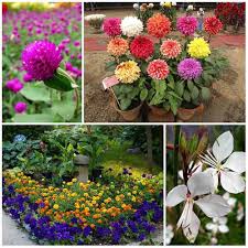 Maybe you would like to learn more about one of these? 17 Stunning Plants That Bloom All Summer Long Home Garden Diy