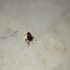 Welcome to the marble falls home depot. Nature S Own Pest Control 13 Reviews Pest Control 200 E Market St San Antonio Tx Phone Number