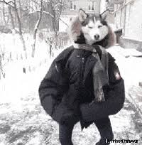 Animiertes foto gif via pinterest.ca. White Wolf Aniu Gifs Get The Best Gif On Giphy