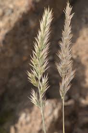 Image result for Enneapogon