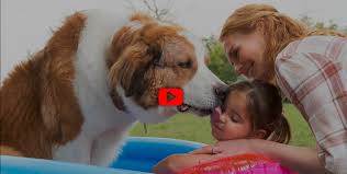 A dog looks to discover his purpose in life over the course of several lifetimes and owners. A Dog S Journey 2019 Film Complet En Francais Regarder Le Film Complet Hd En Ligne