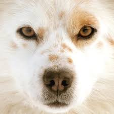 Homemade Eye Wash For Dogs Cuteness Dog Eyes Eye Drops For Dogs Dog Face
