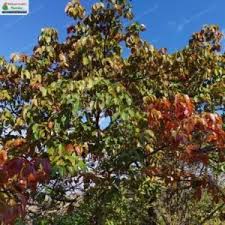 Image result for Ficus virens