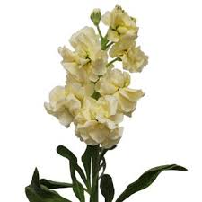 Stock Light Yellow Flower Fiftyflowers Com Stock Flower Yellow Flowers Wholesale Flowers