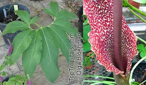 Image result for Sauromatum venosum