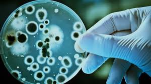 The cara stock forecast 2019 has a lot of potential—alongside a few possible pitfalls—that could make this stock one of the most exciting ones to watch among medical cannabis stocks. Cara Therapeutics Cara Stock Price Quote News Stock Analysis