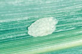 Pest analysis is the most general version of all pest variations created. Be On The Lookout For European Corn Borer In Hops Hops