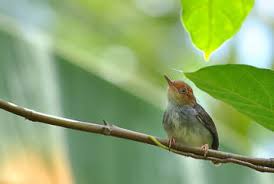 Membedakan telur burung merpati jantan dan betina, sebenarnya ini tidak bisa diteropong karena ini merupakan hal yang masih diluar akal dan logika manusia. Sekilas Tentang Rawatan Prenjak Kepala Merah Manuk Mania
