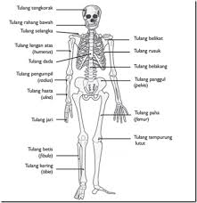 Maybe you would like to learn more about one of these? Rangka Tubuh Manusia Susunan Rangka Syamsun