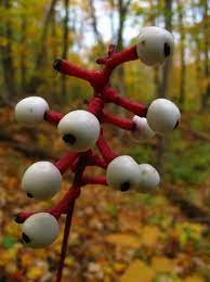 Pin By Erin Stellmon On Plants Fungi Weird Plants Unusual Plants Poisonous Plants