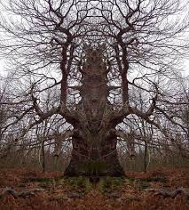 Strange Trees Design Swan Weird Trees Tree Unique Trees