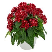 Image result for Pentas bussei