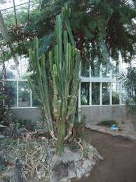 Image result for Maerua descampsii