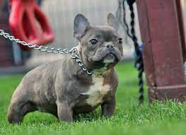 This Is Mousie She Is A Chocolate Brindle She Carries The Blue Chocolate Genes Looking Forward To See What She Doe French Bulldog Puppy Puppies Pet Finder