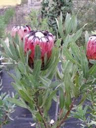 Image result for Protea rupestris
