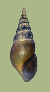 Image result for Swertia pleurogynoides