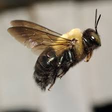 Browse 477 carpenter bee stock photos and images available, or search for carpenter bee nest to find more great stock photos and pictures. Bee Ography The Eastern Carpenter Bee Philadelphia Honey Festival 2021