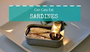 Can Cats Eat Sardines Find Out Meow Fluffy Kitty