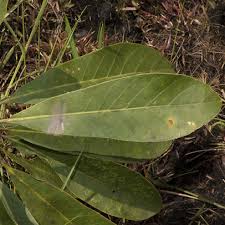 Image result for Anthocleista