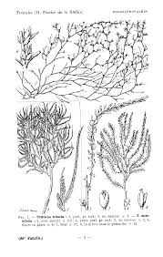 Image result for Tristicha trifaria