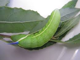 Maybe you would like to learn more about one of these? One Eyed Sphinx Caterpillar Smerinthus Cerisyi Bugguide Net