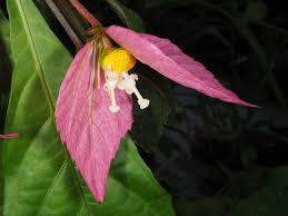 Image result for Dalechampia capensis