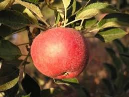 Black Oxford Apple Apple Tree Apple Purple Fruit