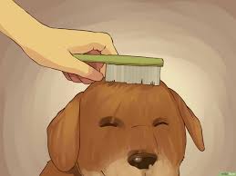 Comment Laver Un Petit Chien Wikihow