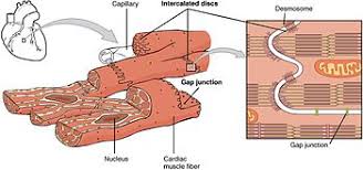 Cardiac muscle, contractile protein, function of cardiac muscle, function of smooth muscle, muscle fibre, muscular tissue, sarcolemma, skeletal muscle, smooth muscle, striated muscle, striped muscle, voluntary muscle. Cardiac Muscle Wikipedia