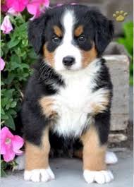 We did not find results for: Bernie Bernese Mountain Dog Puppy Puppies Cute Dogs