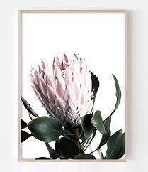 Protea Art Blush Pink Wall Art Flower Photography Protea Etsy Protea Art Flower Wall Art Flower Art