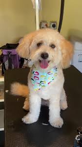 Jacqueline Warfield Dog Groomer