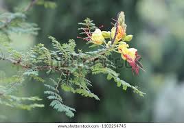 Image result for Erythrostemon gilliesii