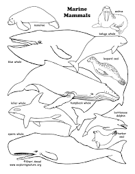 Otters (river) fishing and sliding in winter coloring page. Marine Mammal Coloring