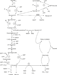 Pdf Chapter 2 Intermediary Metabolism Of Carbohydrate