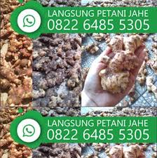 Redam irisan jahe dalam air selama 15 menit untuk menghilangkan rasa yang tidak di inginkan dan untuk mengurangi rasa tajam jahenya. Terjual Wa 0822 6485 5305 Jahe Gajah Merah Susukanlebak Cirebon Kaskus
