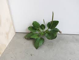 Image result for tony matelli