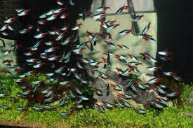 How To Care For Tetras A Popular Home Aquarium Fish Home Aquarium Fish Aquarium Fish Tetra Fish