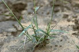 Image result for Urochloa villosa