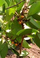 Image result for Xylopia katangensis