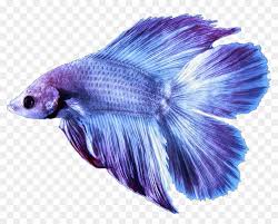 I would absolutely love to have a purple or lavender one. Betta Bettafish Fish Bettasplendens Purple Lilac Report Blue Betta Fish Png Transparent Png 1349x1024 1239682 Pngfind