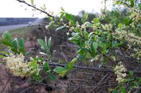 Image result for Brackenridgea