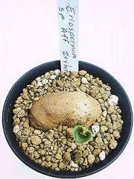 Image result for Eriospermaceae