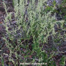 Image result for Chenolea diffusa