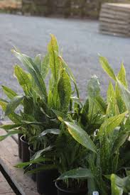 Image result for Aspidistra elatior
