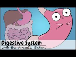 Amoeba sisters monohybrid crosses answer key pdf. Amoeba Sisters Diffusion Worksheet Jobs Ecityworks