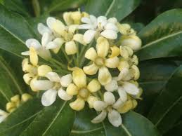 Image result for Pittosporum mildbraedii