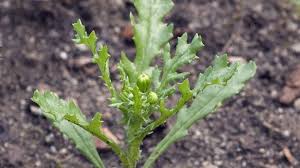 Image result for Senecio sp.no.1
