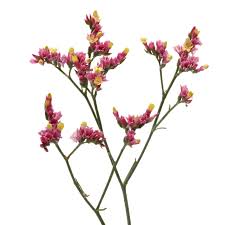 Image result for Limonium